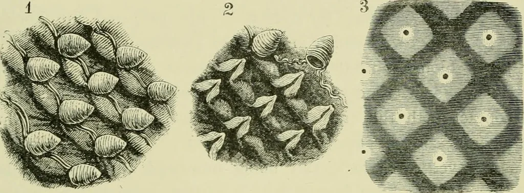 An illustration from Japan : its architecture, art, and art manufactures, 1882, leaf 466