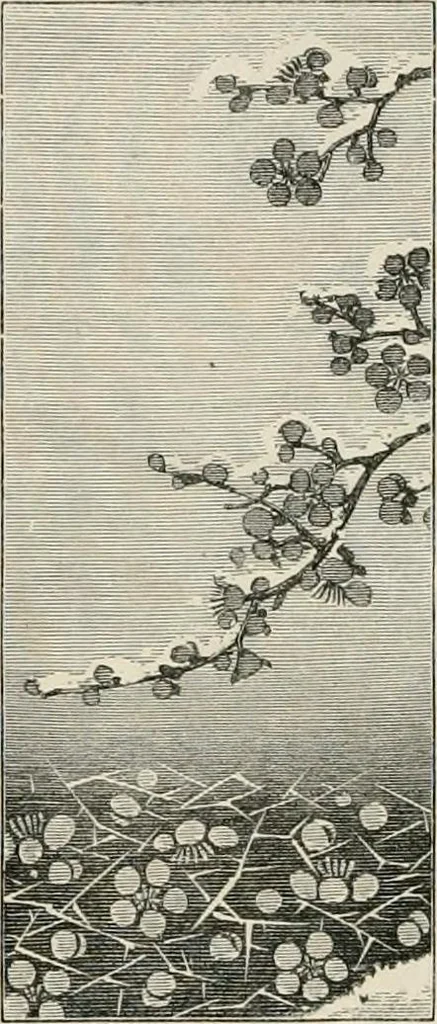 An illustration from Japan: its architecture, art, and art manufactures, 1882, leaf 295