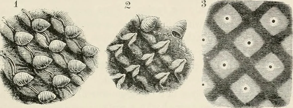 An illustration from Japan: its architecture, art, and art manufactures, 1882, leaf 464