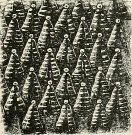 An illustration from Japan: its architecture, art, and art manufactures, 1882, leaf 464