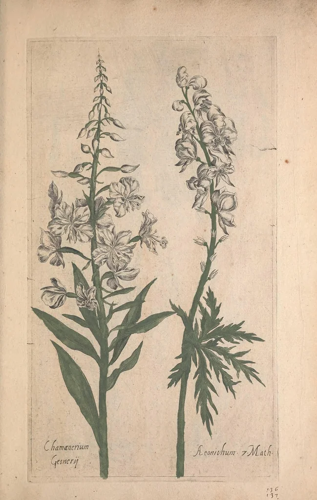 An illustration from Le jardin du Roy tres chrestien, Loys XIII, Roy de France et de Navare ..., 1623, leaf 115