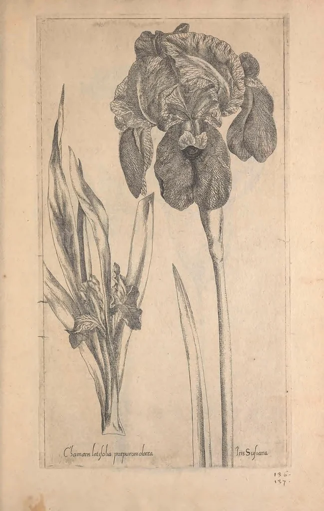 An illustration from Le jardin du Roy tres chrestien, Loys XIII, Roy de France et de Navare ..., 1623, leaf 117