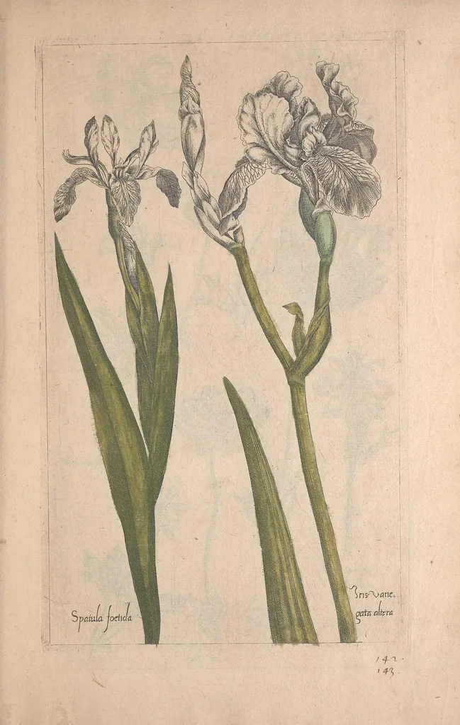 An illustration from Le jardin du Roy tres chrestien, Loys XIII, Roy de France et de Navare ..., 1623, leaf 127