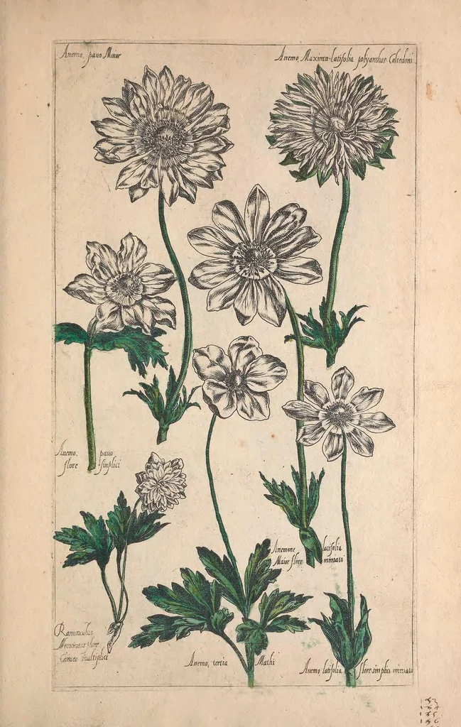 An illustration from Le jardin du Roy tres chrestien, Loys XIII, Roy de France et de Navare ..., 1623, leaf 143
