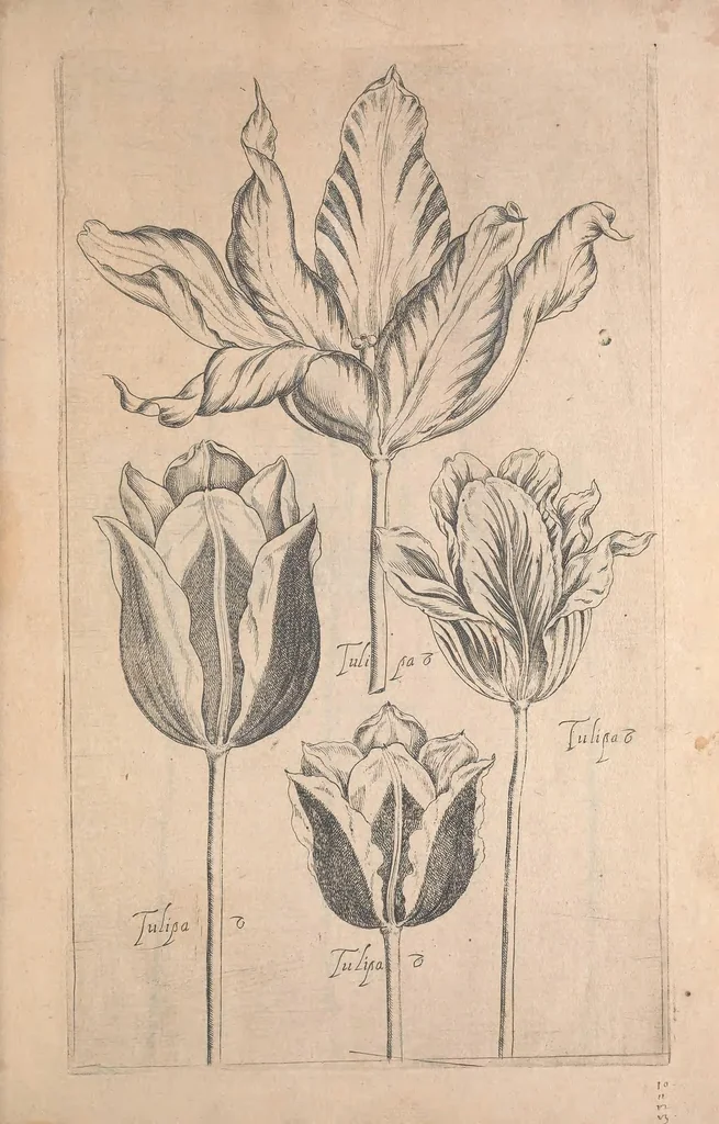 An illustration from Le jardin du Roy tres chrestien, Loys XIII, Roy de France et de Navare ..., 1623, leaf 15