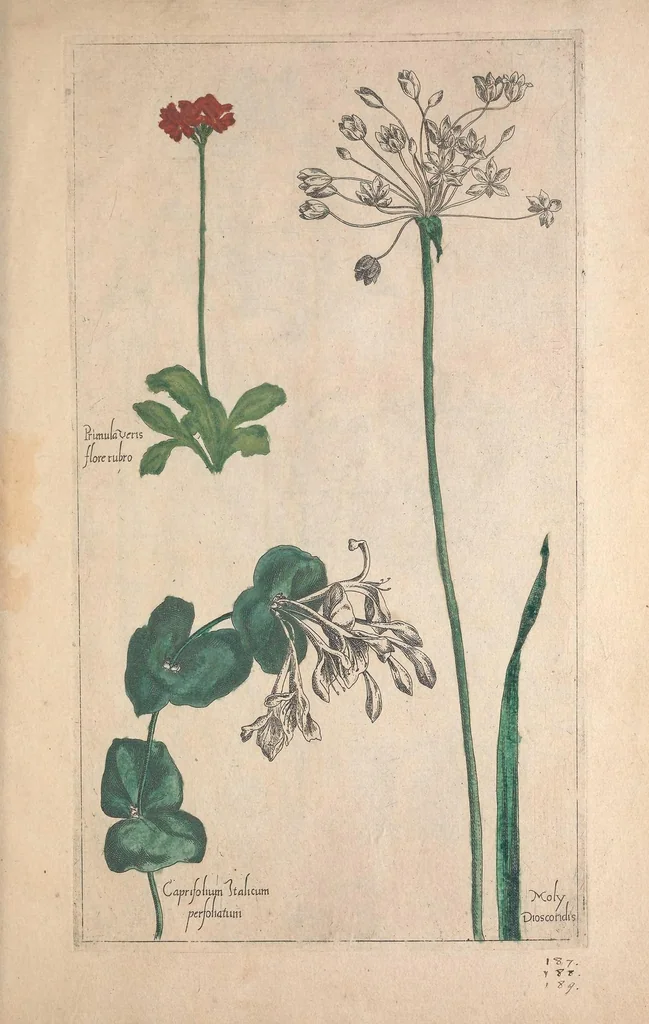 An illustration from Le jardin du Roy tres chrestien, Loys XIII, Roy de France et de Navare ..., 1623, leaf 173