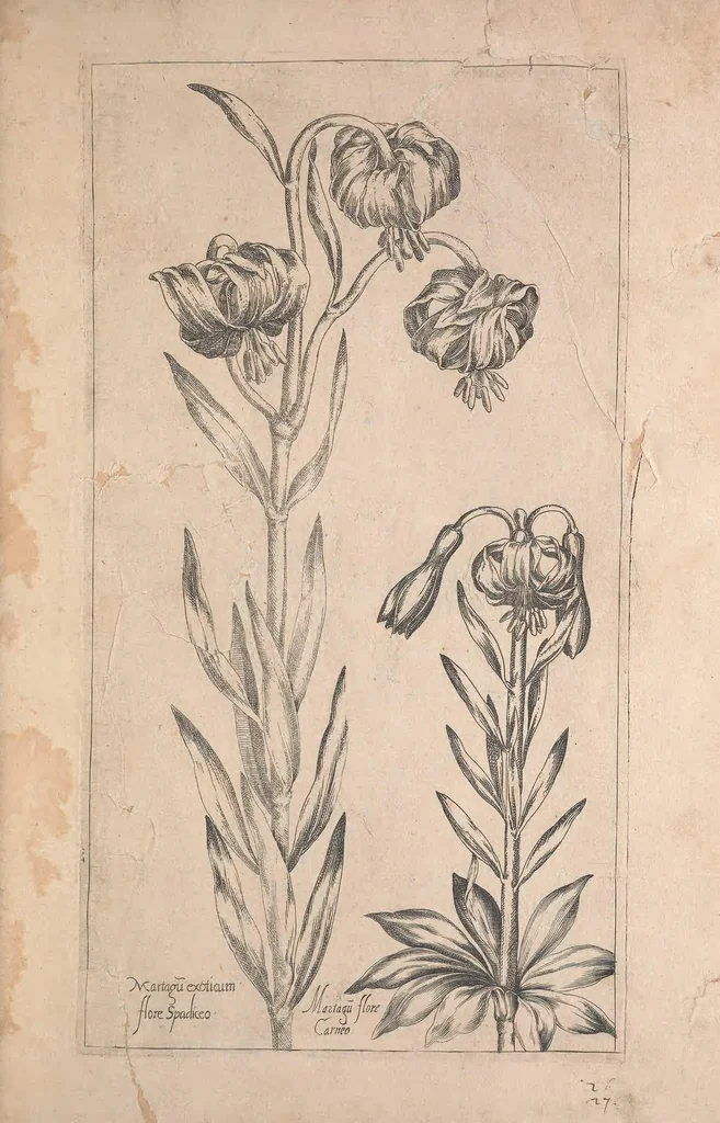 An illustration from Le jardin du Roy tres chrestien, Loys XIII, Roy de France et de Navare ..., 1623, leaf 27