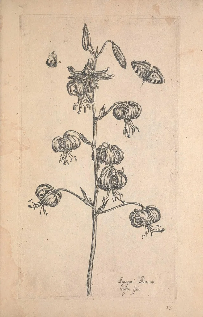 An illustration from Le jardin du Roy tres chrestien, Loys XIII, Roy de France et de Navare ..., 1623, leaf 33