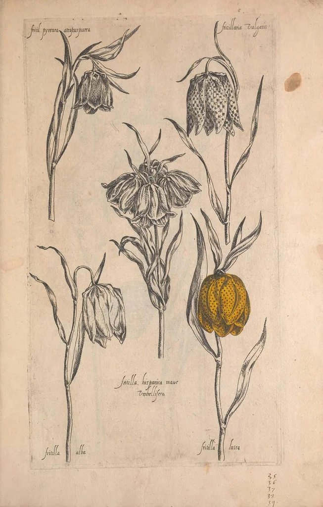An illustration from Le jardin du Roy tres chrestien, Loys XIII, Roy de France et de Navare ..., 1623, leaf 37