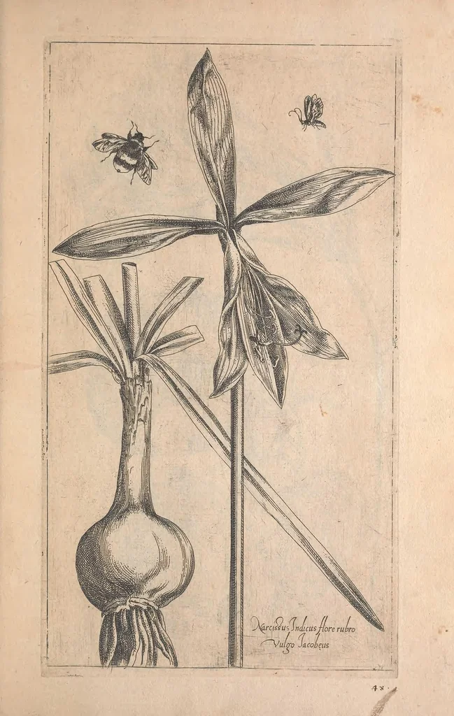 An illustration from Le jardin du Roy tres chrestien, Loys XIII, Roy de France et de Navare ..., 1623, leaf 47