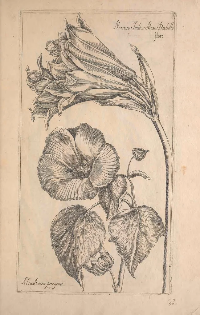 An illustration from Le jardin du Roy tres chrestien, Loys XIII, Roy de France et de Navare ..., 1623, leaf 49