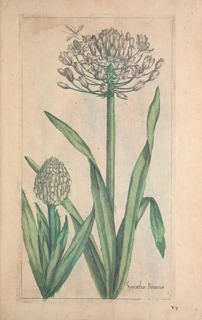 An illustration from Le jardin du Roy tres chrestien, Loys XIII, Roy de France et de Navare ..., 1623, leaf 71