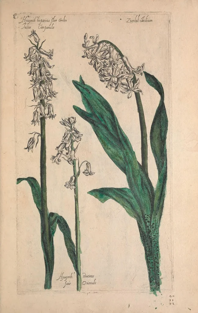 An illustration from Le jardin du Roy tres chrestien, Loys XIII, Roy de France et de Navare ..., 1623, leaf 73
