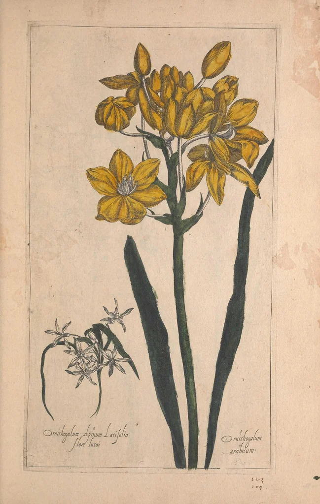An illustration from Le jardin du Roy tres chrestien, Loys XIII, Roy de France et de Navare ..., 1623, leaf 79