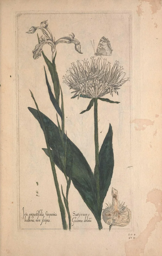 An illustration from Le jardin du Roy tres chrestien, Loys XIII, Roy de France et de Navare ..., 1623, leaf 85