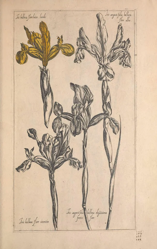 An illustration from Le jardin du Roy tres chrestien, Loys XIII, Roy de France et de Navare ..., 1623, leaf 89