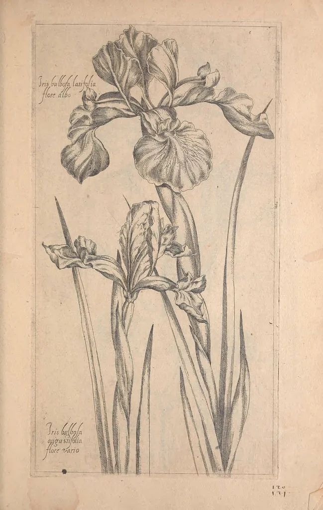 An illustration from Le jardin du Roy tres chrestien, Loys XIII, Roy de France et de Navare ..., 1623, leaf 91