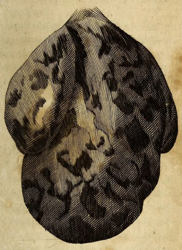 An illustration from J.F. Castorologia explicans Castoris animalis naturam & usum medico-chemicum, 1685, leaf 37