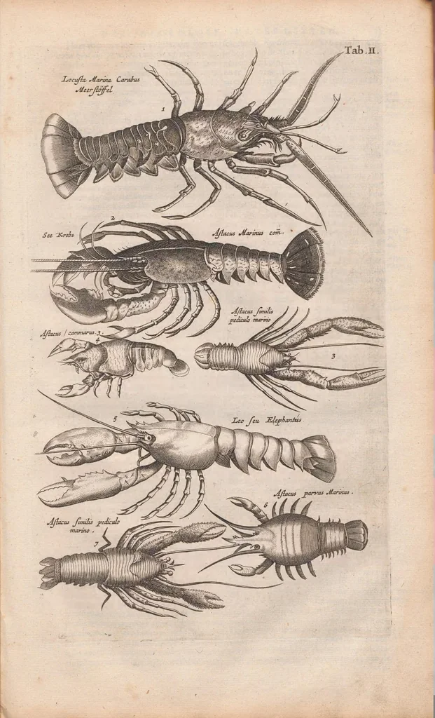An illustration from J. Jonstons Beschryvingh van de natuur der bloedlose water-dieren : in vier boeken, 1660, leaf 23