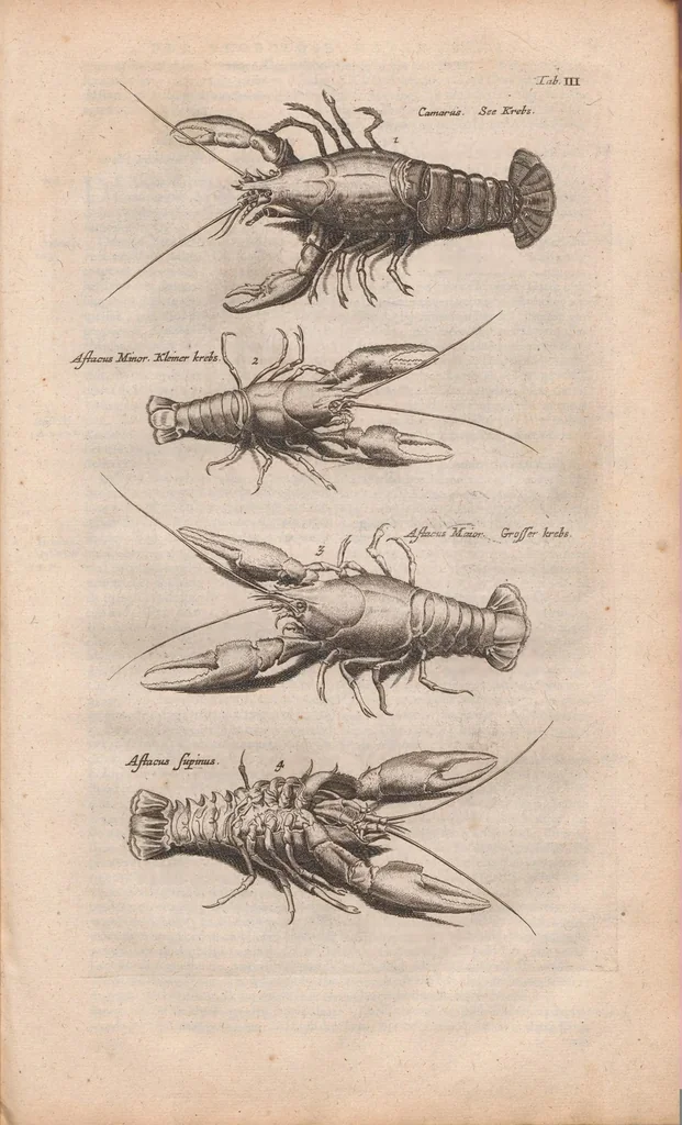 An illustration from J. Jonstons Beschryvingh van de natuur der bloedlose water-dieren : in vier boeken, 1660, leaf 27