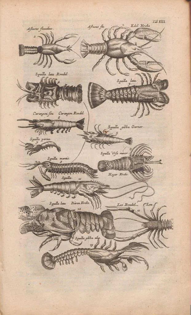 An illustration from J. Jonstons Beschryvingh van de natuur der bloedlose water-dieren : in vier boeken, 1660, leaf 31
