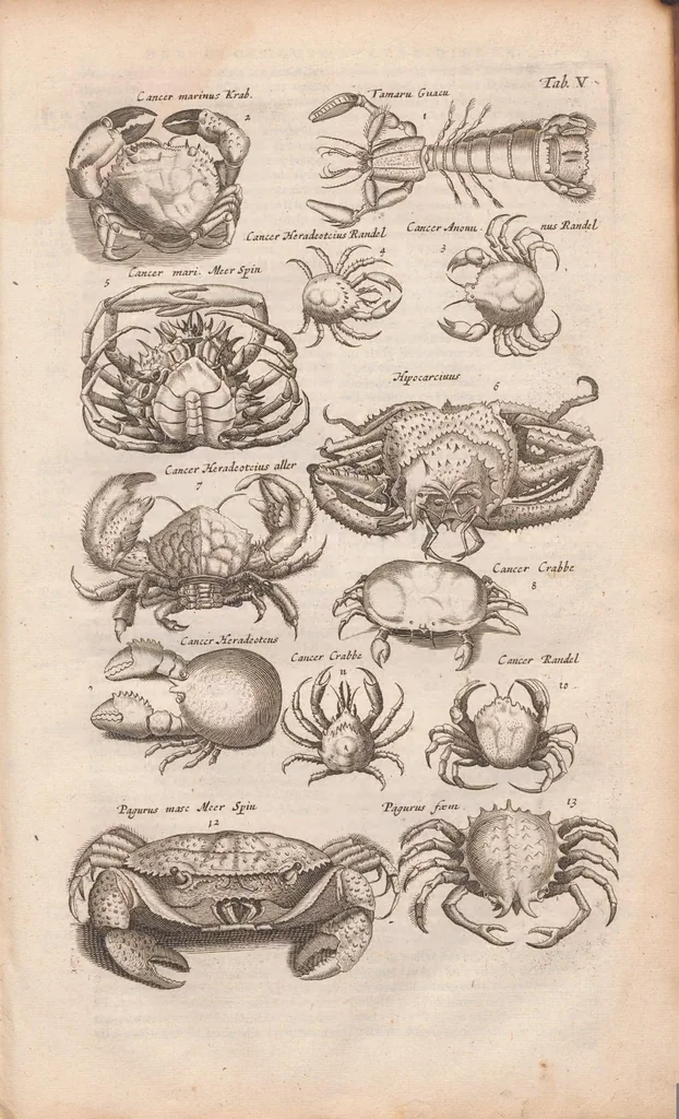 An illustration from J. Jonstons Beschryvingh van de natuur der bloedlose water-dieren : in vier boeken, 1660, leaf 35