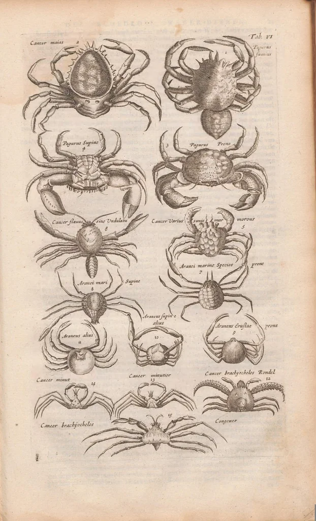 An illustration from J. Jonstons Beschryvingh van de natuur der bloedlose water-dieren : in vier boeken, 1660, leaf 39