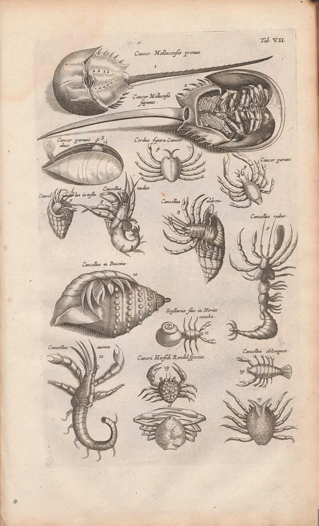 An illustration from J. Jonstons Beschryvingh van de natuur der bloedlose water-dieren : in vier boeken, 1660, leaf 45