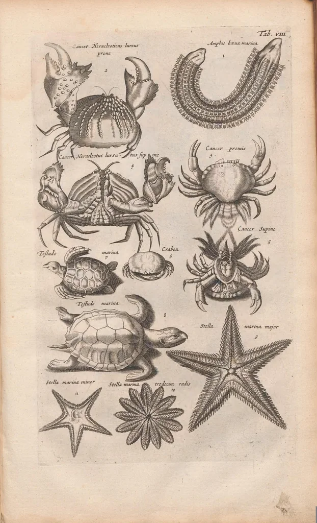 An illustration from J. Jonstons Beschryvingh van de natuur der bloedlose water-dieren : in vier boeken, 1660, leaf 47