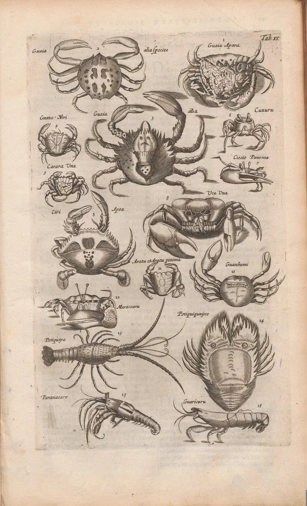 An illustration from J. Jonstons Beschryvingh van de natuur der bloedlose water-dieren : in vier boeken, 1660, leaf 49