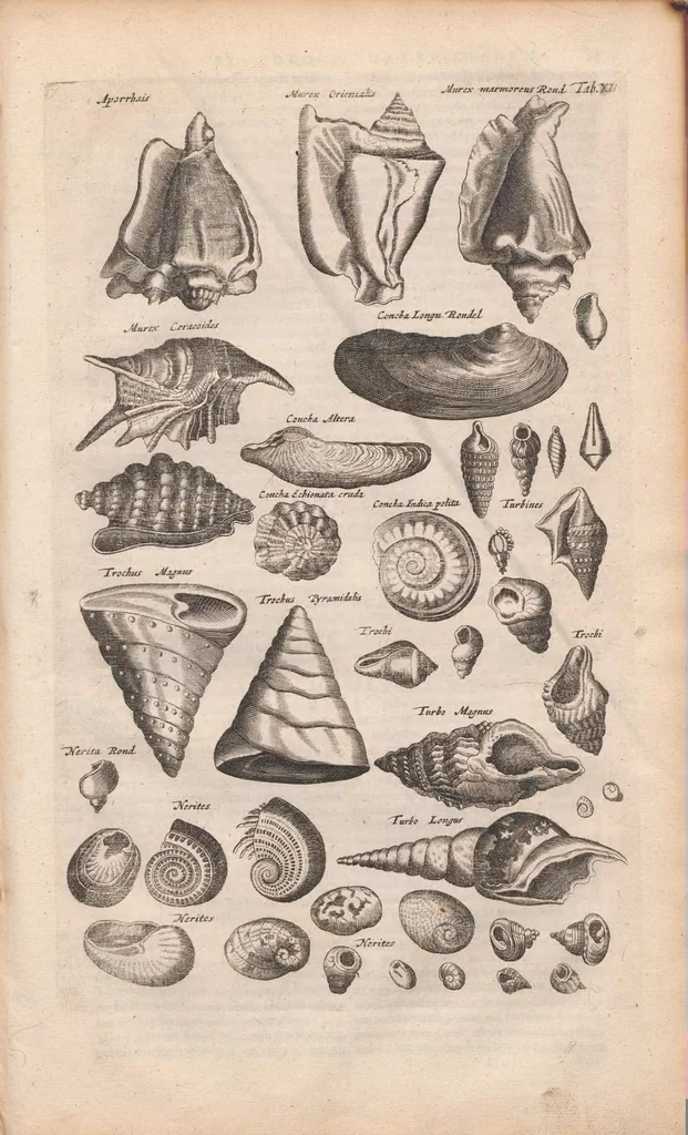 An illustration from J. Jonstons Beschryvingh van de natuur der bloedlose water-dieren : in vier boeken, 1660, leaf 63