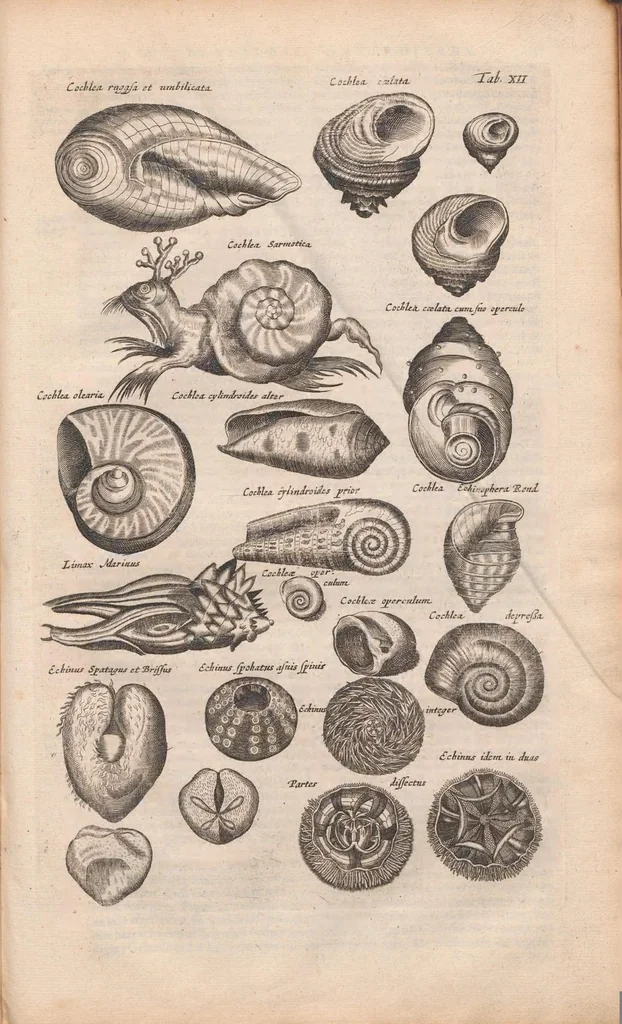 An illustration from J. Jonstons Beschryvingh van de natuur der bloedlose water-dieren : in vier boeken, 1660, leaf 67