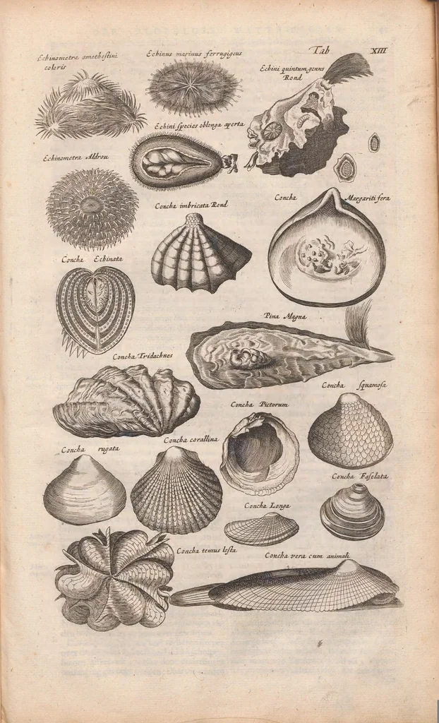 An illustration from J. Jonstons Beschryvingh van de natuur der bloedlose water-dieren : in vier boeken, 1660, leaf 73