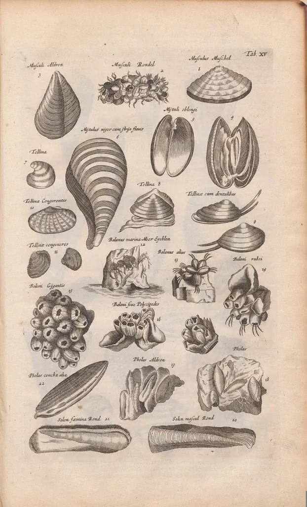 An illustration from J. Jonstons Beschryvingh van de natuur der bloedlose water-dieren : in vier boeken, 1660, leaf 87