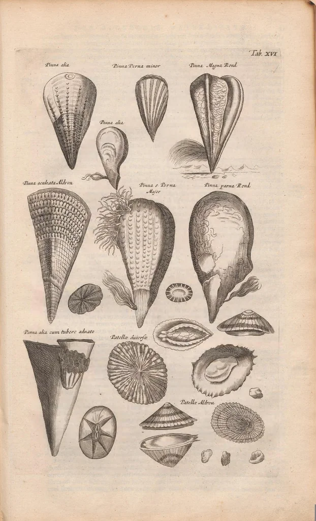 An illustration from J. Jonstons Beschryvingh van de natuur der bloedlose water-dieren : in vier boeken, 1660, leaf 89