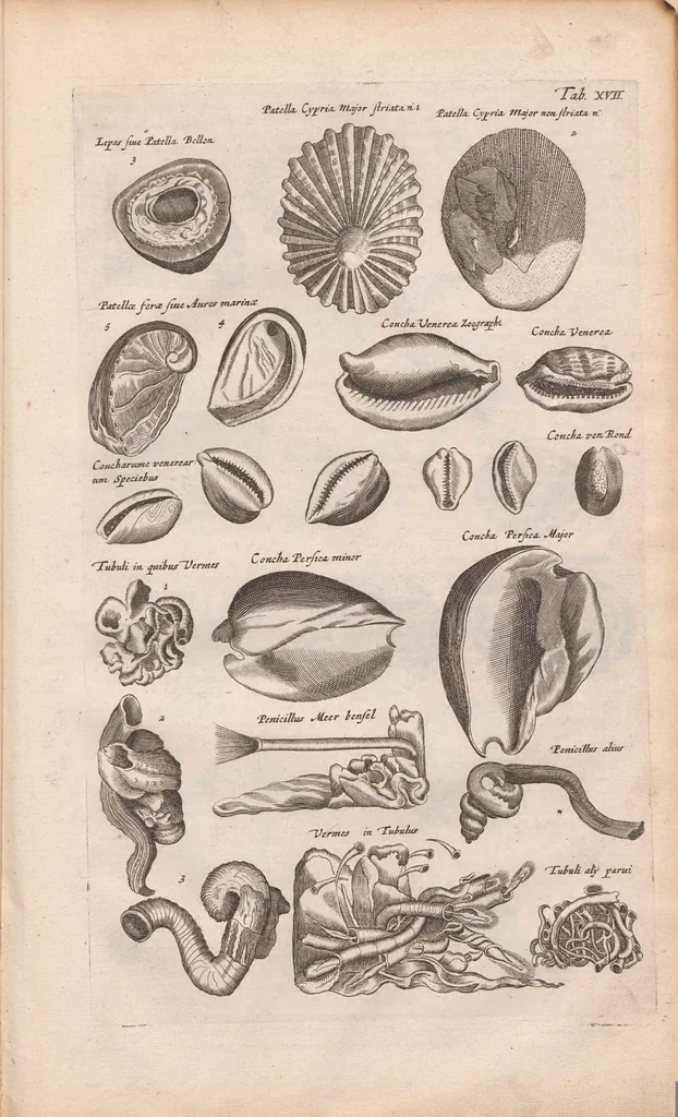 An illustration from J. Jonstons Beschryvingh van de natuur der bloedlose water-dieren : in vier boeken, 1660, leaf 93