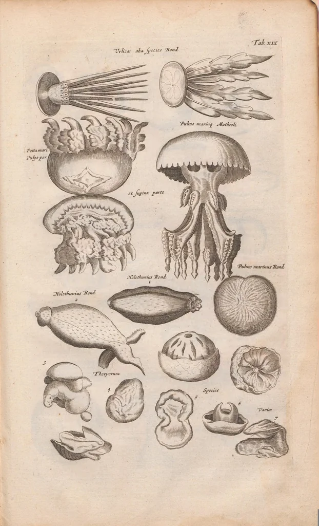 An illustration from J. Jonstons Beschryvingh van de natuur der bloedlose water-dieren : in vier boeken, 1660, leaf 99