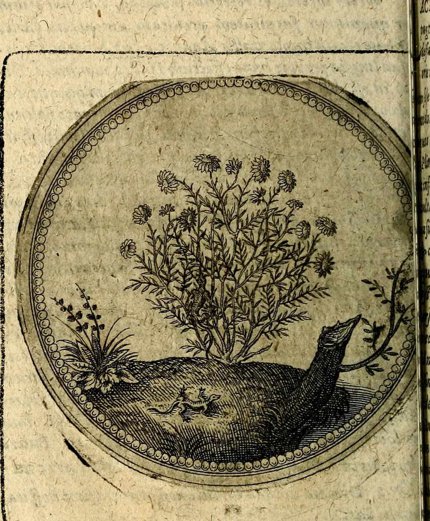 An illustration from Joachimi Camerarii Symbolorum et emblematum, centuriae quatuor .., 1668, leaf 181