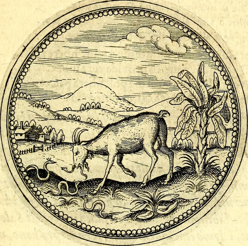 An illustration from Joachimi Camerarii Symbolorvm et emblematvm centvriæ tres. I. Ex herbis & stirpibus. II. Ex animalibus quadrupedibus. III. Ex volatilibus & insectis. Accessit noviter centvria IV. Ex aquatilibus & reptilibus. Cvm figvris æneis, 1605, leaf 336