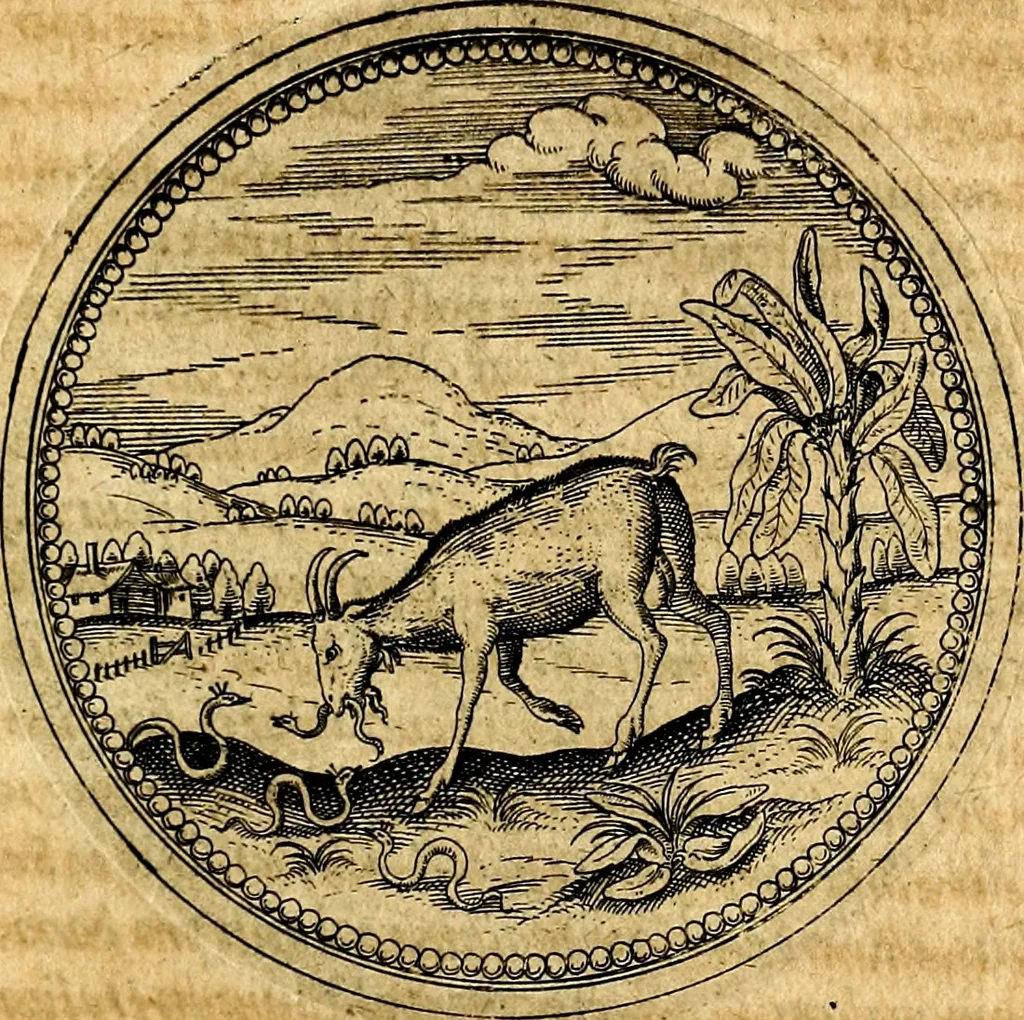 An illustration from Joachimi Camerarii Symbolorvm et emblematvm centvriæ tres. I. Ex herbis & stirpibus. II. Ex animalibus quadrupedibus. III. Ex volatilibus & insectis. Accessit noviter centvria IV. Ex aquatilibus & reptilibus. Cvm figvris æneis, 1605, leaf 340