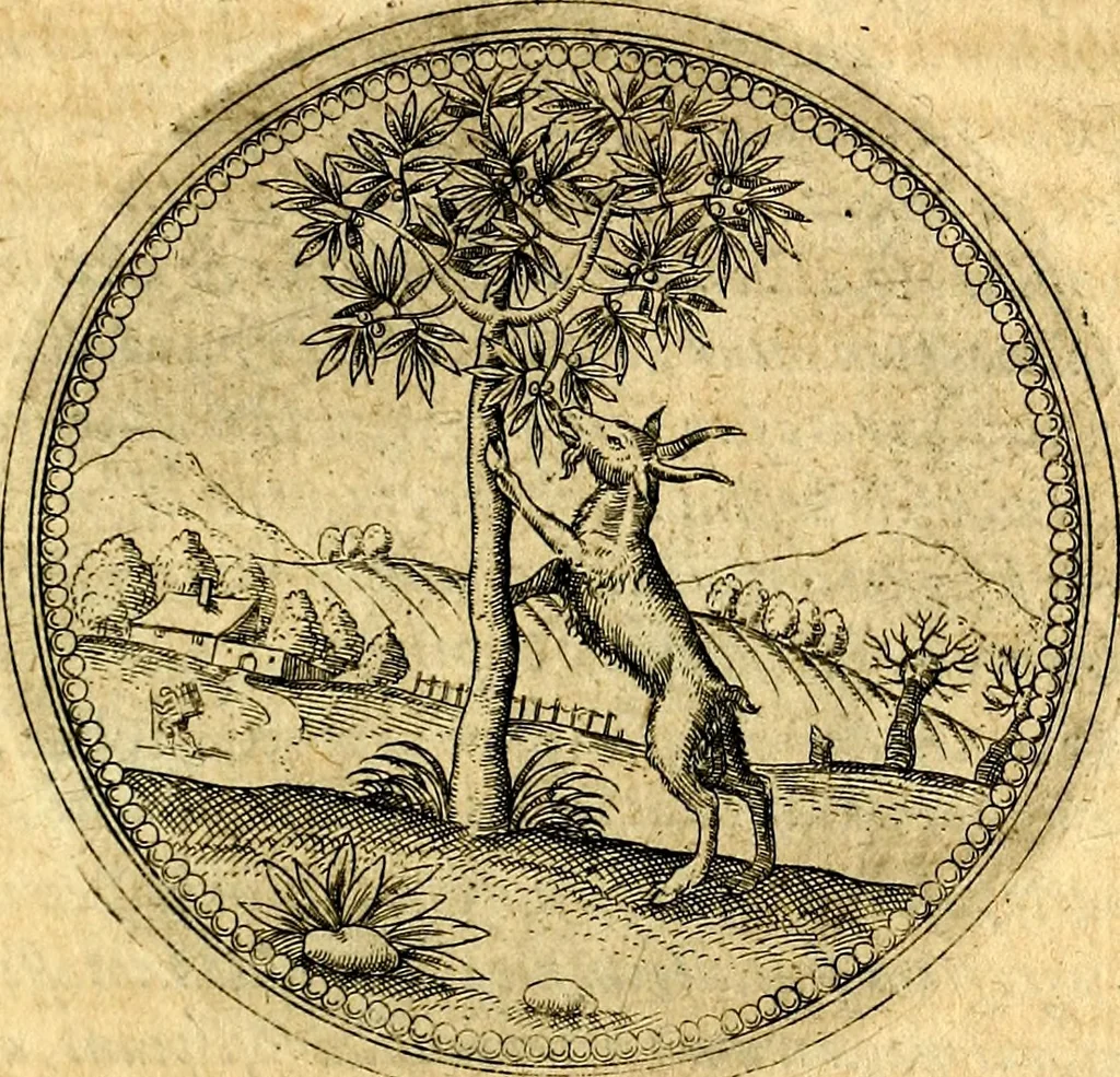 An illustration from Joachimi Camerarii Symbolorvm et emblematvm centvriæ tres. I. Ex herbis & stirpibus. II. Ex animalibus quadrupedibus. III. Ex volatilibus & insectis. Accessit noviter centvria IV. Ex aquatilibus & reptilibus. Cvm figvris æneis, 1605, leaf 346