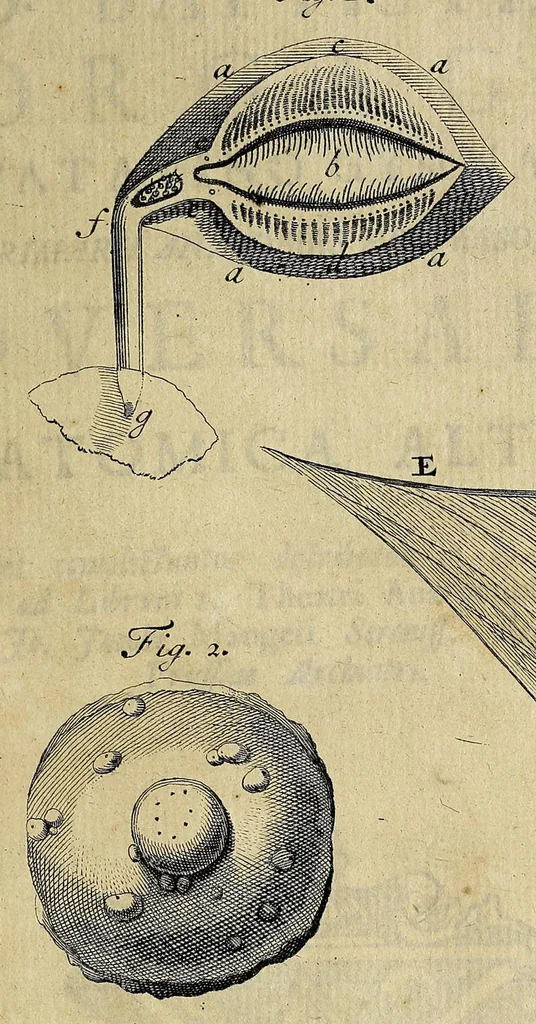 An illustration from Joannis Baptistae Morgagni Foroliviensis ... Adversaria anatomica omnia : novis pluribus aereis tabulis, & universali accuratissimo indice ornata : opus nunc vere absolutum, inventis, & innumeris observationibus, ac monitis refertum, quibus universa humani corporis anatome, & subinde etiam quae ab hac pendent, res medica, & chirurgica admodum illustrantur .., 1741, leaf 109