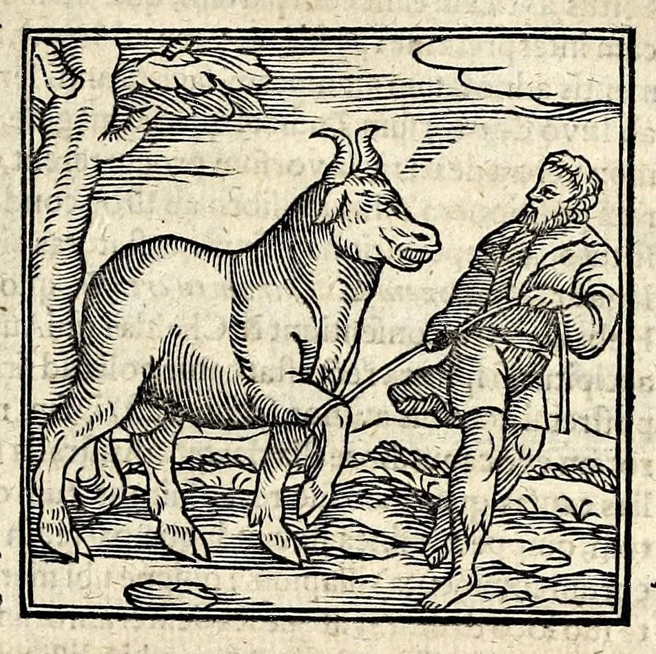 An illustration from Joannis Pierii Valeriani Bellunensis Hieroglyphica, sive, De sacris Aegyptiorum aliarumque gentium literis, commentariorum libri LVIII, duobus aliis ab eruditissimo viro annexis. Accesserunt loco auctarii, Hieroglyphicorum collectanea, ex veteribus & recentioribus auctoribus descripta, & in sex libros ordine alphabetico digesta; item Horapollinis Hieroglyphicorum libri duo ex postrema Davidis Hoeschelii correctione. Praeterea ejusdem Pierii Declamatiuncula pro barbis sacerdotum; De infelicitate literatorum libri duo; denique Antiquitatum Bellunensium sermones quatuor, 1678, leaf 103