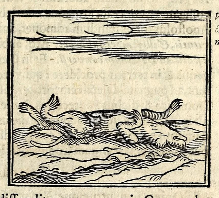 An illustration from Joannis Pierii Valeriani Bellunensis Hieroglyphica, sive, De sacris Aegyptiorum aliarumque gentium literis, commentariorum libri LVIII, duobus aliis ab eruditissimo viro annexis. Accesserunt loco auctarii, Hieroglyphicorum collectanea, ex veteribus & recentioribus auctoribus descripta, & in sex libros ordine alphabetico digesta; item Horapollinis Hieroglyphicorum libri duo ex postrema Davidis Hoeschelii correctione. Praeterea ejusdem Pierii Declamatiuncula pro barbis sacerdotum; De infelicitate literatorum libri duo; denique Antiquitatum Bellunensium sermones quatuor, 1678, leaf 141