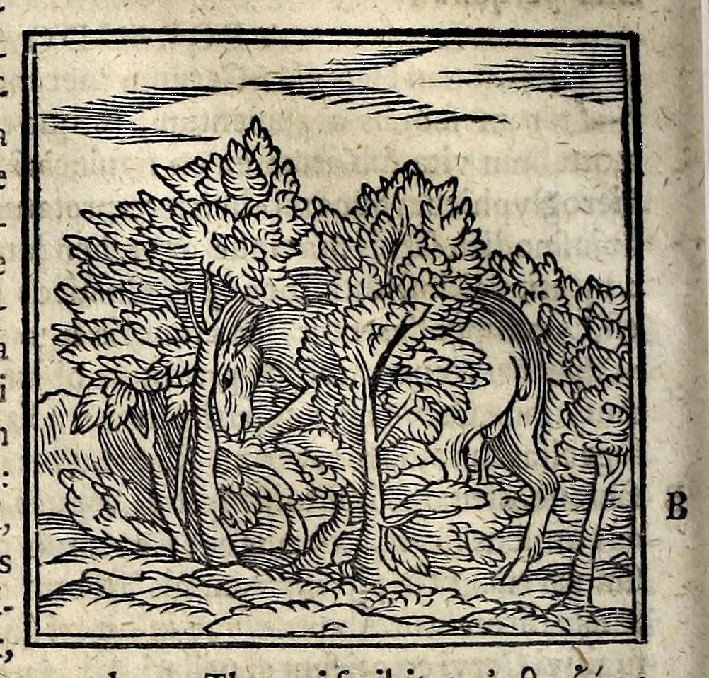 An illustration from Joannis Pierii Valeriani Bellunensis Hieroglyphica, sive, De sacris Aegyptiorum aliarumque gentium literis, commentariorum libri LVIII, duobus aliis ab eruditissimo viro annexis. Accesserunt loco auctarii, Hieroglyphicorum collectanea, ex veteribus & recentioribus auctoribus descripta, & in sex libros ordine alphabetico digesta; item Horapollinis Hieroglyphicorum libri duo ex postrema Davidis Hoeschelii correctione. Praeterea ejusdem Pierii Declamatiuncula pro barbis sacerdotum; De infelicitate literatorum libri duo; denique Antiquitatum Bellunensium sermones quatuor, 1678, leaf 156