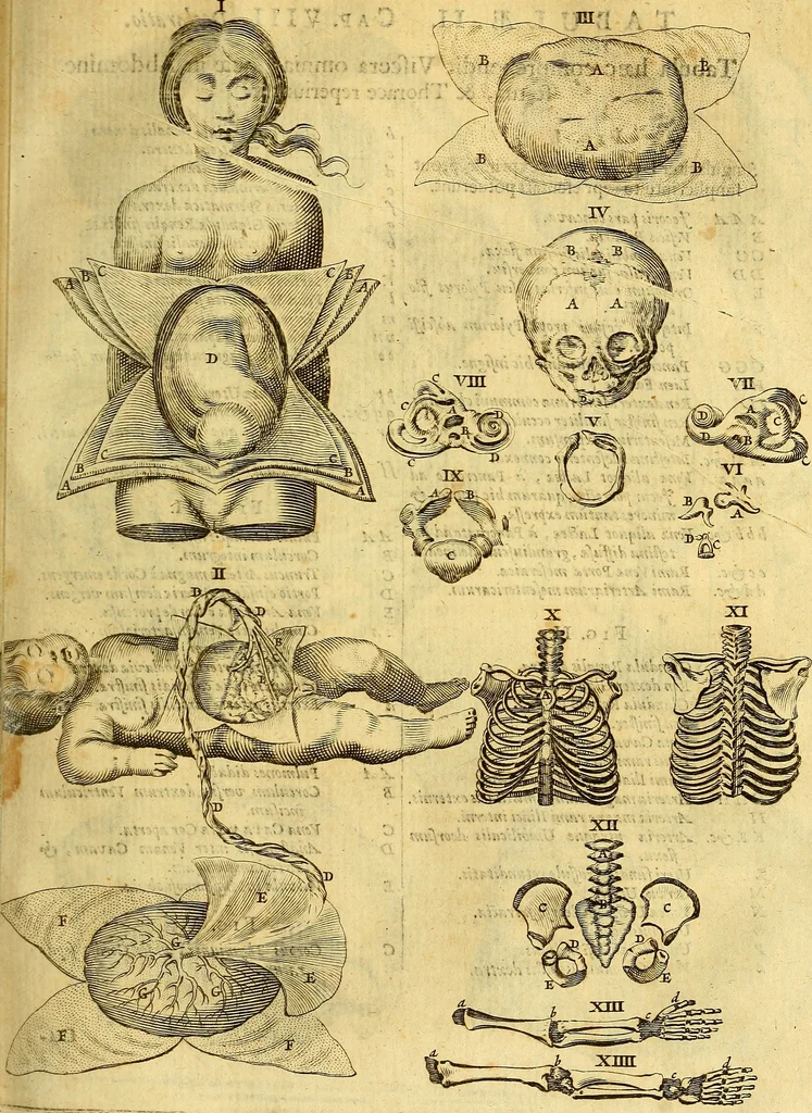 An illustration from Joannis Veslingii, equitus, professoris quondam Patavini, & c., Syntagma anatomicum, commentario atque appendice ex veterum, recentiorum, propriisque, observationibus, 1666, leaf 156