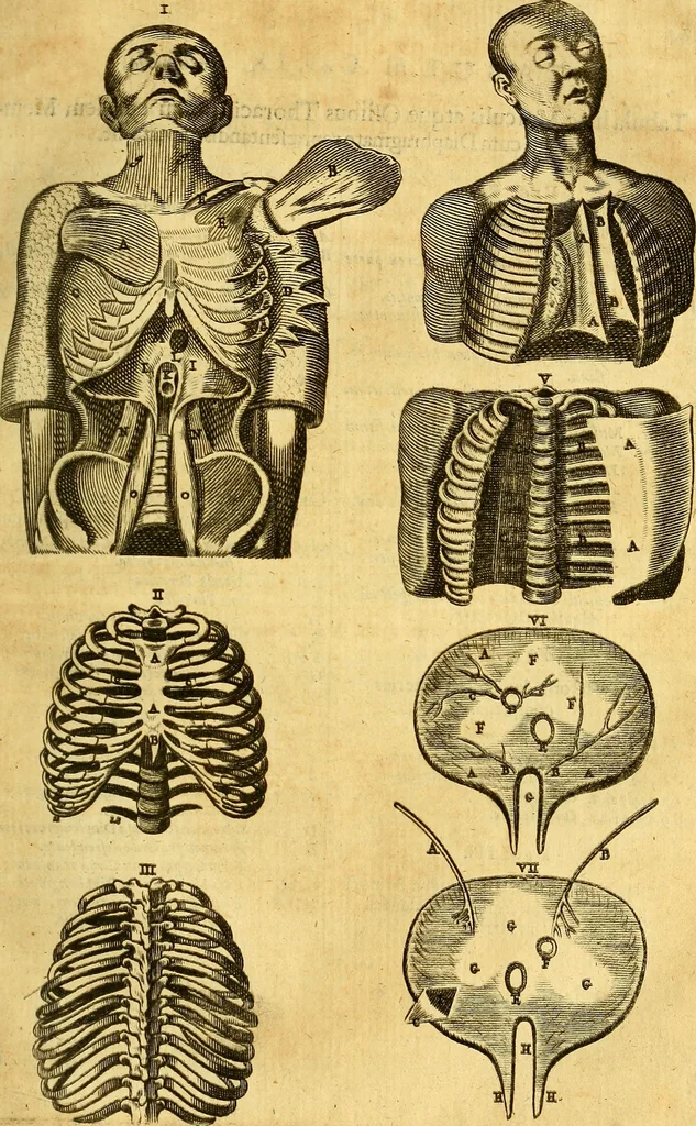 An illustration from Joannis Veslingii, equitus, professoris quondam Patavini, & c., Syntagma anatomicum, commentario atque appendice ex veterum, recentiorum, propriisque, observationibus, 1666, leaf 172