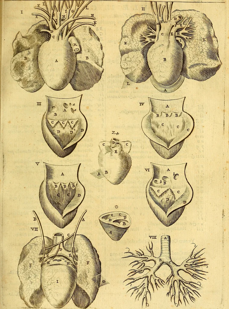 An illustration from Joannis Veslingii, equitus, professoris quondam Patavini, & c., Syntagma anatomicum, commentario atque appendice ex veterum, recentiorum, propriisque, observationibus, 1666, leaf 190