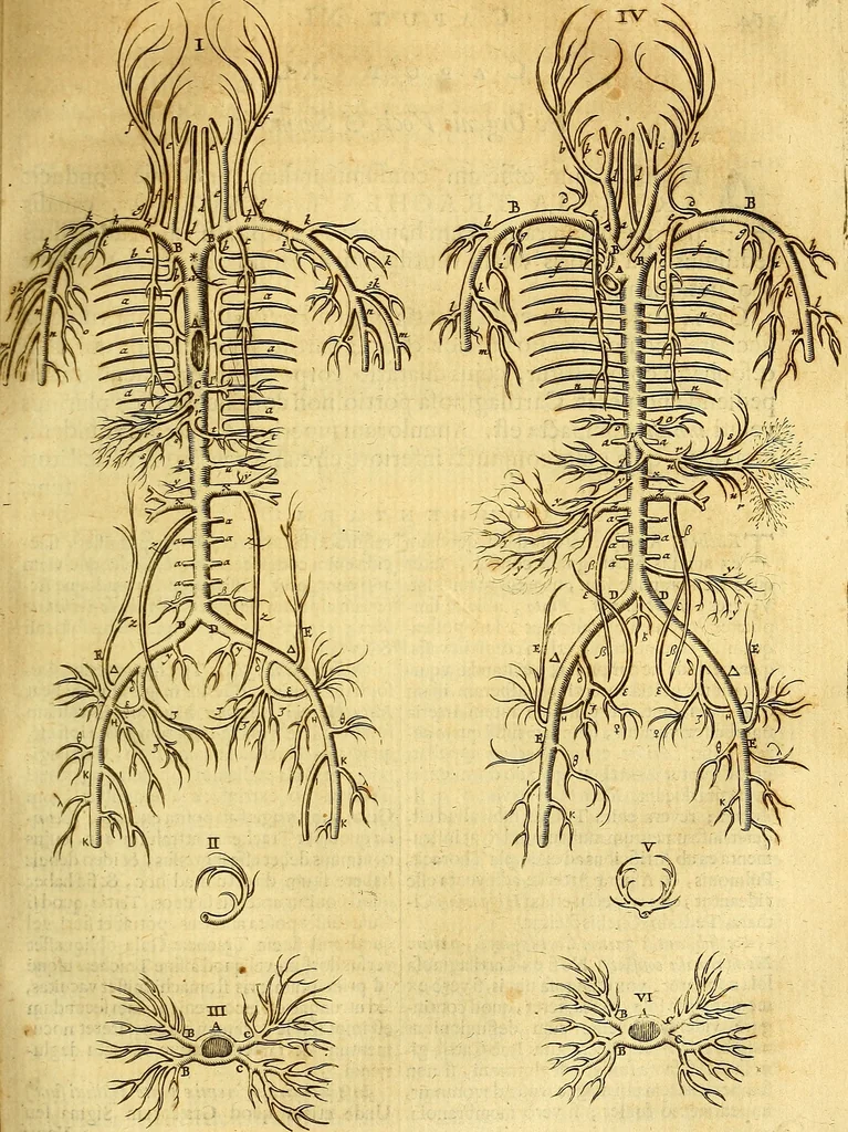 An illustration from Joannis Veslingii, equitus, professoris quondam Patavini, & c., Syntagma anatomicum, commentario atque appendice ex veterum, recentiorum, propriisque, observationibus, 1666, leaf 192
