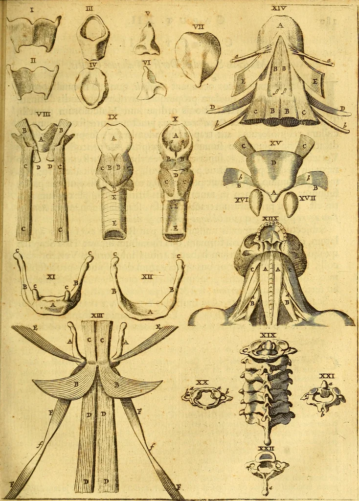 An illustration from Joannis Veslingii, equitus, professoris quondam Patavini, & c., Syntagma anatomicum, commentario atque appendice ex veterum, recentiorum, propriisque, observationibus, 1666, leaf 208